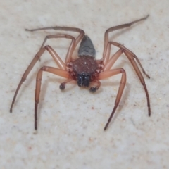 Gnaphosidae or Trochanteriidae (families) at Rugosa - 30 Mar 2024 02:15 PM