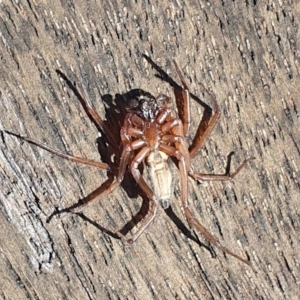 Gnaphosidae or Trochanteriidae (families) at Rugosa - 30 Mar 2024 02:15 PM