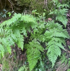 Diplazium australe (Austral Lady Fern) at Growee, NSW - 24 Mar 2024 by JaneR