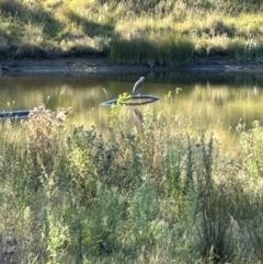 Egretta novaehollandiae (White-faced Heron) at QPRC LGA - 29 Mar 2024 by yellowboxwoodland