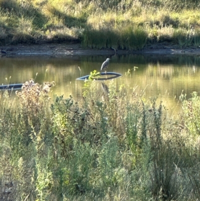 Egretta novaehollandiae (White-faced Heron) at QPRC LGA - 29 Mar 2024 by yellowboxwoodland