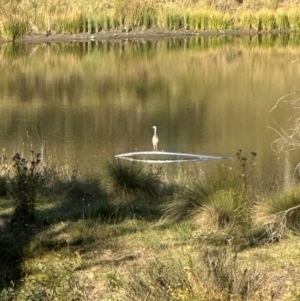 Egretta novaehollandiae at QPRC LGA - 29 Mar 2024