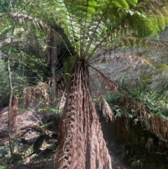 Dicksonia antarctica (Soft Treefern) at Growee, NSW - 24 Mar 2024 by JaneR