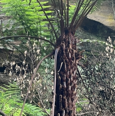 Cyathea australis subsp. australis (Rough Tree Fern) at Growee, NSW - 24 Mar 2024 by JaneR