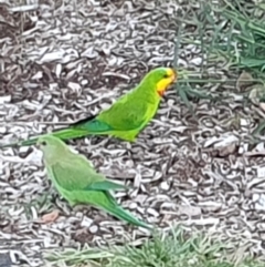 Polytelis swainsonii (Superb Parrot) at Gungahlin, ACT - 19 Mar 2024 by AlexJ