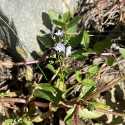 Veronica anagallis-aquatica (Blue Water Speedwell) at Abercrombie River, NSW - 26 Mar 2024 by JaneR