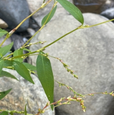 Persicaria hydropiper (Water Pepper) at Abercrombie River, NSW - 26 Mar 2024 by JaneR