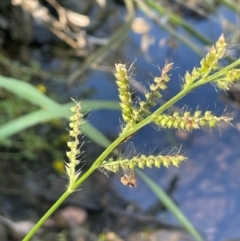 Echinochloa crus-galli (Barnyard Grass) at Sofala, NSW - 26 Mar 2024 by JaneR