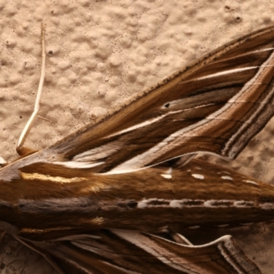 Hippotion celerio (Vine Hawk Moth) at Ainslie, ACT - 28 Mar 2024 by jb2602