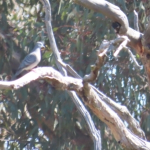 Geopelia placida at Duffy, ACT - 30 Mar 2024