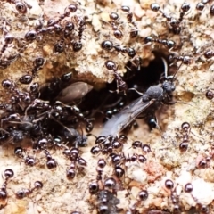 Monomorium sp. (genus) (A Monomorium ant) at Aranda, ACT - 16 Mar 2024 by CathB