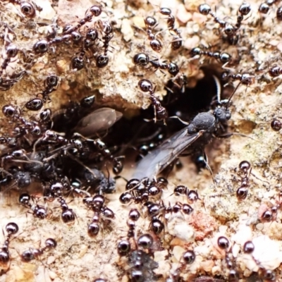 Monomorium sp. (genus) (A Monomorium ant) at Aranda, ACT - 16 Mar 2024 by CathB