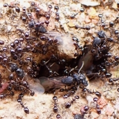 Monomorium sp. (genus) at Aranda Bushland - 16 Mar 2024