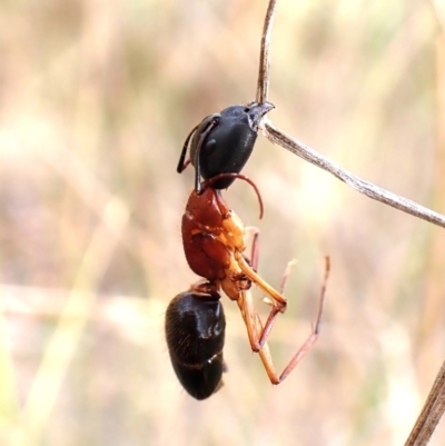 Camponotus nigriceps (Black-headed sugar ant) at Aranda, ACT - 20 Mar 2024 by CathB