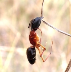 Camponotus nigriceps (Black-headed sugar ant) at Aranda Bushland - 20 Mar 2024 by CathB