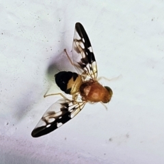 Dirioxa pornia (Island Fly) at Hawker, ACT - 30 Mar 2024 by sangio7