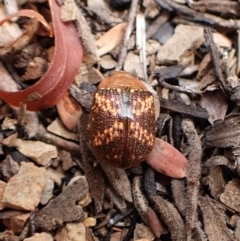 Paropsis aspera (Eucalyptus Tortoise Beetle) at Aranda, ACT - 20 Mar 2024 by CathB