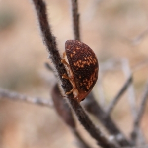 Paropsis aspera at Aranda Bushland - 20 Mar 2024 03:33 PM