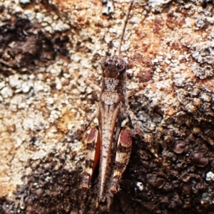 Pycnostictus seriatus at Aranda Bushland - 16 Mar 2024