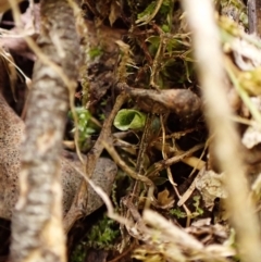 Corysanthes hispida (Bristly Helmet Orchid) at Aranda Bushland - 20 Mar 2024 by CathB