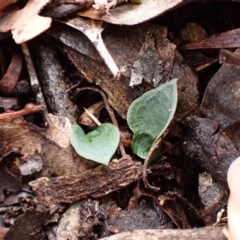 Acianthus collinus (Inland Mosquito Orchid) at Aranda Bushland - 20 Mar 2024 by CathB