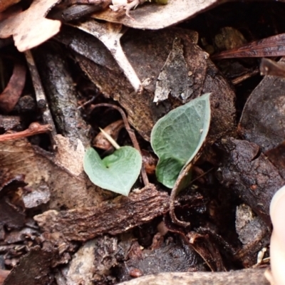 Acianthus collinus (Inland Mosquito Orchid) at Aranda Bushland - 20 Mar 2024 by CathB