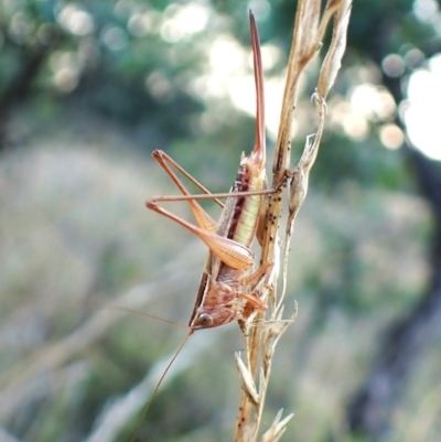 Conocephalus semivittatus (Meadow katydid) at Mount Painter - 28 Mar 2024 by CathB