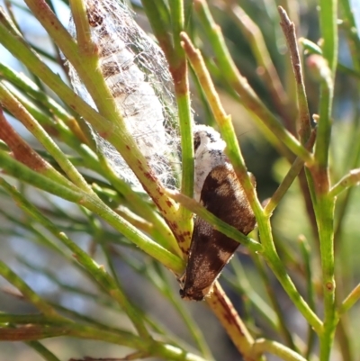 Anestia semiochrea (Marbled Footman) at Aranda Bushland - 29 Mar 2024 by CathB