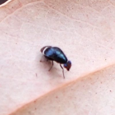 Depressa sp. (genus) (Lauxaniid fly) at Aranda Bushland - 29 Mar 2024 by CathB