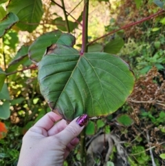 Homalanthus populifolius (Bleeding Heart) at Malua Bay, NSW - 30 Mar 2024 by Csteele4