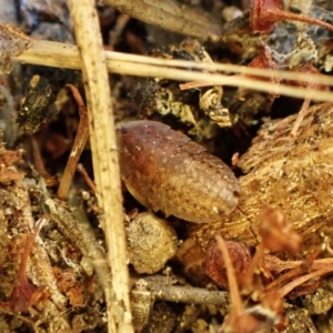 Laxta sp. (genus) at Cook, ACT - suppressed