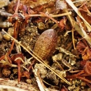 Laxta sp. (genus) at Cook, ACT - suppressed