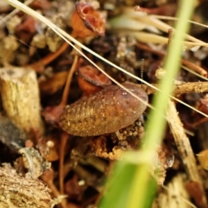 Laxta sp. (genus) at Cook, ACT - suppressed