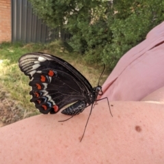 Papilio aegeus at Calwell, ACT - 30 Mar 2024