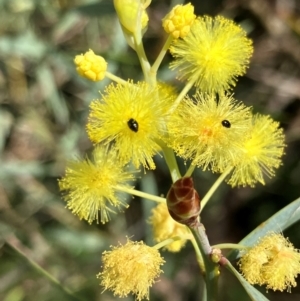 Acacia iteaphylla at Hall, ACT - 24 Mar 2024 10:53 AM