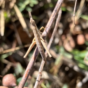 Keyacris scurra at Hall, ACT - 30 Mar 2024 11:30 AM