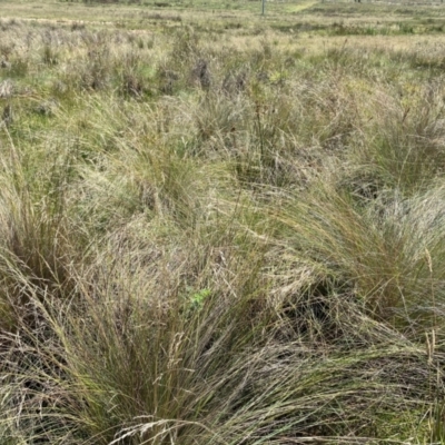 Poa labillardierei (Common Tussock Grass, River Tussock Grass) at Jerrabomberra Grassland - 7 Feb 2024 by Tapirlord