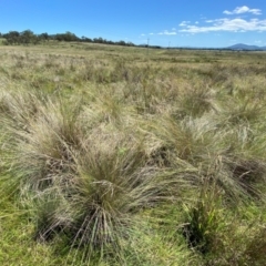 Poa labillardierei at Jerrabomberra Grassland - 7 Feb 2024