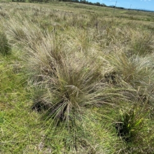 Poa labillardierei at Jerrabomberra Grassland - 7 Feb 2024