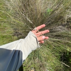 Poa labillardierei at Jerrabomberra Grassland - 7 Feb 2024