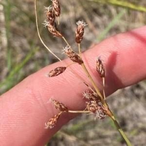 Fimbristylis dichotoma at Jerrabomberra Grassland - 7 Feb 2024