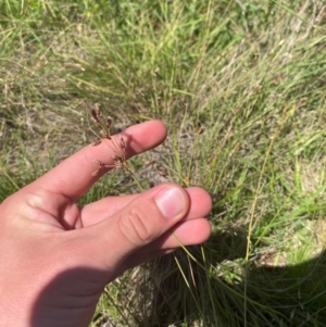 Fimbristylis dichotoma at Jerrabomberra Grassland - 7 Feb 2024