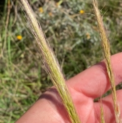 Dichelachne crinita (Long-hair Plume Grass) at Jerrabomberra East Offset (JE_4) - 6 Feb 2024 by Tapirlord