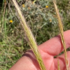 Dichelachne crinita (Long-hair Plume Grass) at Jerrabomberra East Offset (JE_4) - 7 Feb 2024 by Tapirlord