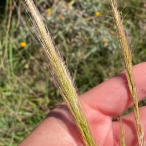 Dichelachne crinita at Jerrabomberra East Offset (JE_4) - 7 Feb 2024