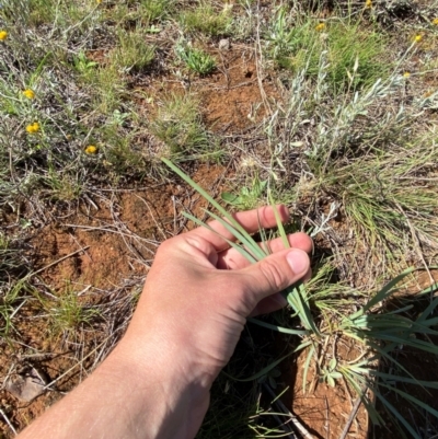 Lomandra bracteata (Small Matrush) at Jerrabomberra Grassland - 6 Feb 2024 by Tapirlord