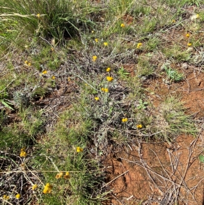 Chrysocephalum apiculatum (Common Everlasting) at Jerrabomberra Grassland - 6 Feb 2024 by Tapirlord