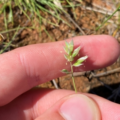 Rytidosperma carphoides (Short Wallaby Grass) at Jerrabomberra East Offset (JE_4) - 7 Feb 2024 by Tapirlord