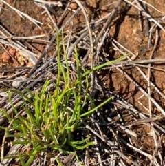 Isoetopsis graminifolia (Grass Cushion Daisy) at Hume, ACT - 6 Feb 2024 by Tapirlord
