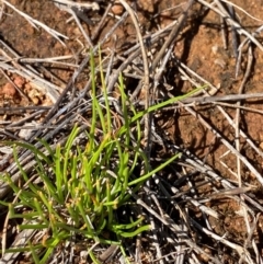 Isoetopsis graminifolia (Grass Cushion Daisy) at Jerrabomberra East Offset (JE_4) - 6 Feb 2024 by Tapirlord